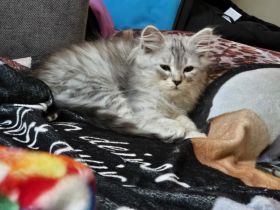 Maine Coonis suchen ein neues Zuhause ab Anfang Juni auszugsbereit