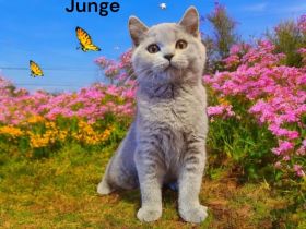 Britisch Kurzhaar Kitten abzugeben 🐾