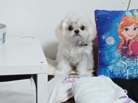 Kleine Malteser Hündin 1 Jahr