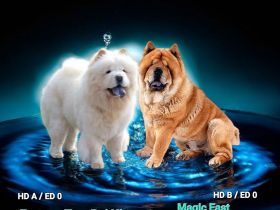Chow-Chow Welpen aus Deutschland