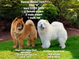 Chow-Chow Welpen aus Deutschland