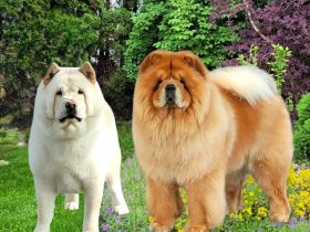Chow-Chow Welpen aus Deutschland