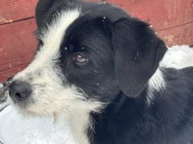 Liebevolle Livi sucht aktives Zuhause