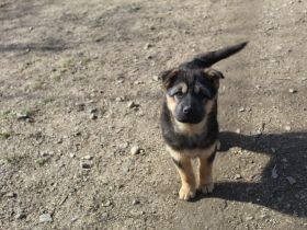 Zuhause gesucht für Nayla