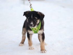 Lobella wartet auf ihre Familie