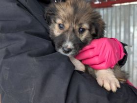 Yomee - Hundemädchen sucht Zuhause