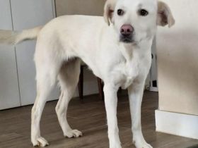 Schenkst du Polaris ein Zuhause?