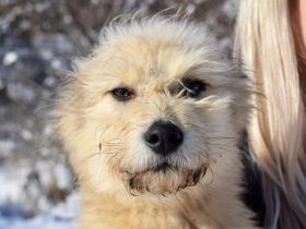 Wer schenkt Rigobert sein Herz?