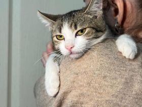 Hübsche Puschi sucht Zuhause