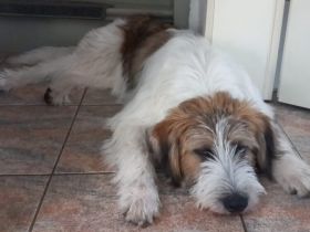 Wer hat ein Körbchen frei für Knuffi?