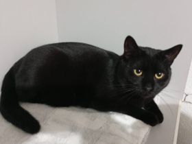 Schwarze Schönheit Marcel