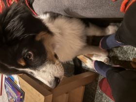 Reinrassiger Australian Sheperd Rüde