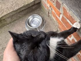 Junge Katze zu vermitteln