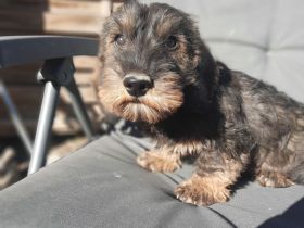 Dackel, 2,5 Monate alt, männlich