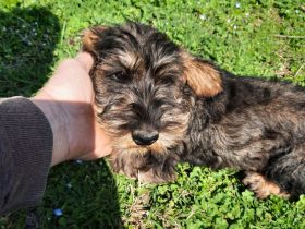 Dackel, 3 Monate alt, männlich