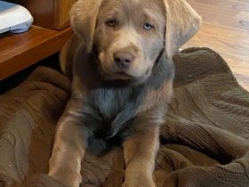 Labrador Retriever-Weibchen