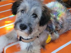 Booster wartet auf sein Für-Immer-Zuhause