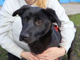 Schwarze Schönheit Eliza