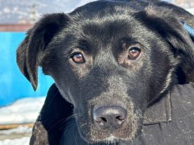 Schwarze Schönheit Eliza