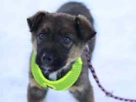 Romulus möchte dein Herz erobern