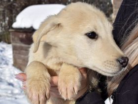 Taxi sucht Begleiter fürs Leben