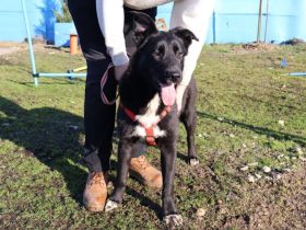 Glücksbringerin Onyx