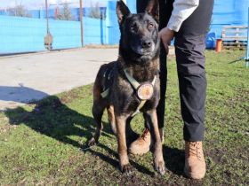 Zuhause gesucht für Tinkerbell