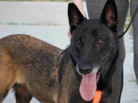 Zuhause gesucht für Tinkerbell