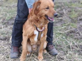 Rotblonder Herzenshund Asco sucht sein Happy End