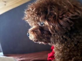 Exklusiver Toypudel – asiatische Premium-Blutlinie