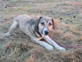 Valerio - gesellig, treu, aktiv und unkompliziert.