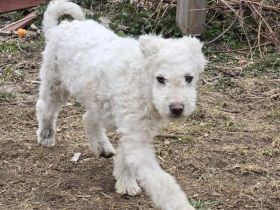 Shane - süßer Hundebub