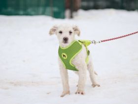 Shane - süßer Hundebub