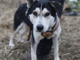 Menschenbezogener uns liebenswerter Rüde Luca