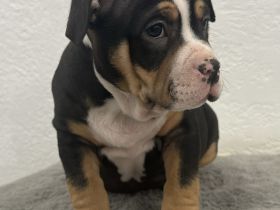 American Bully Welpe