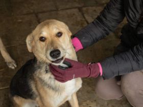 Zuhause gesucht für Jasper