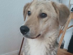 Zuhause gesucht für Jasper