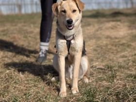 Zuhause gesucht für Jasper