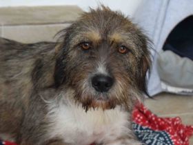 Tara - eine liebe und zarte Hundeseele