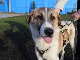 Sensibler Sullivan sucht sicheres Heim