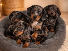 Dackelwelpen | Zwergdackel