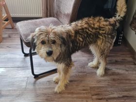 Neues Zuhause für Ronja gesucht