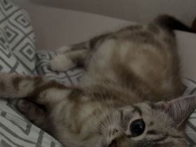 Nala – 8 Monate alte Katze sucht liebevolles Zuhause 🐾