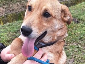 Dömper sucht ein Zuhause!