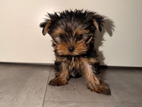 Yorkshire terrier