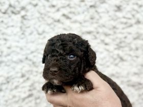 Spanischer Wasserhund - Perro de Agua Espanol