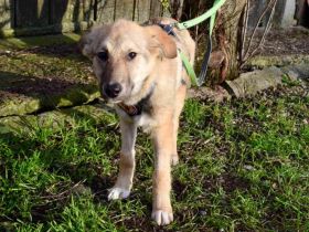 Wer schenkt Line ein liebevolles Zuhause?