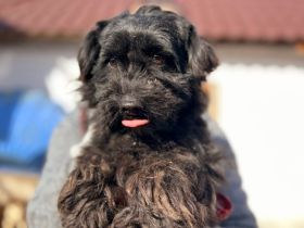 Onni sucht seinen Rettungsanker