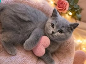 Letzte Chance: Traumhaftes BKH-Mädchen in Blue mit Stammbaum!