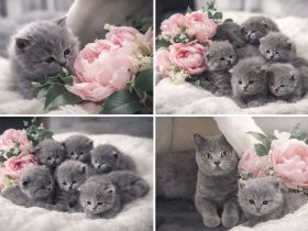 Acht kleine Wolken auf vier Pfoten: Unsere BKH-Bärchen in Blue suchen ihr Glück!